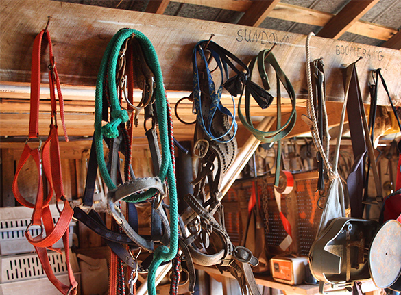 Horse bridles and equipment