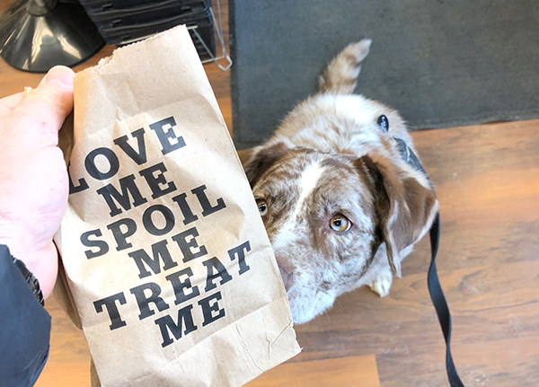 Dog smells paper bag has 'Love me, spoil me, treat me' printed on it