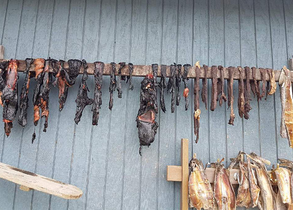 Seal meat and pike fish hanging from boards