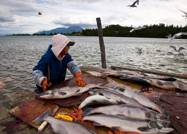 Person cleaning fish on a dock