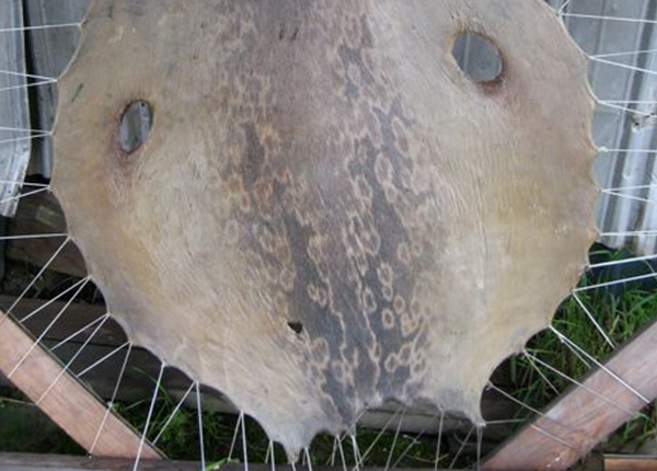 Seal skin being stretched into a hide