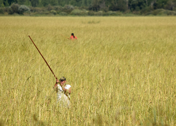 Man working in wild rice fields