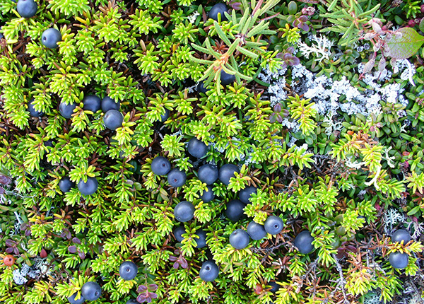 Round black berries on a bush