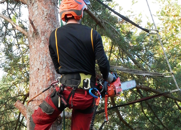 Tree trimmer