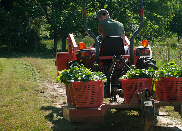 Person on tractor moving plants