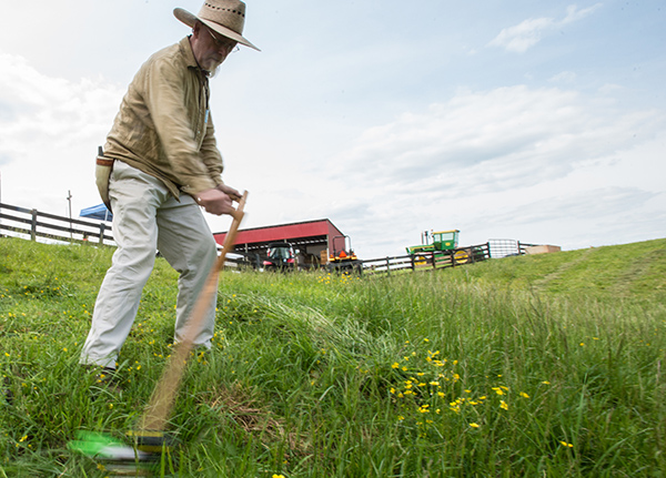 Man trimming grass