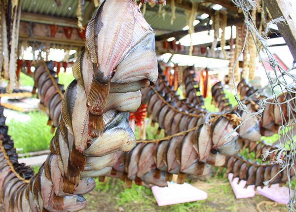 Flounder fish strung out on lines