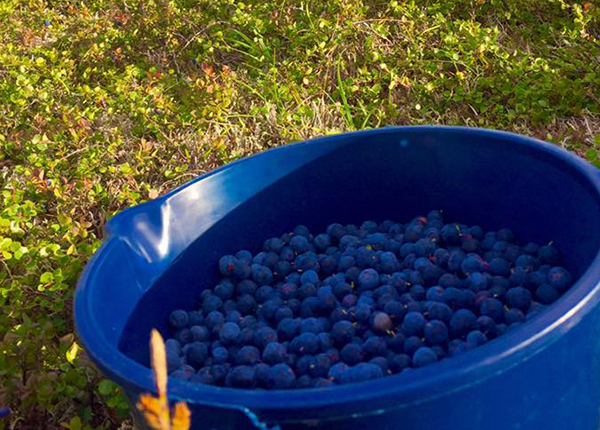 Bucket of blueberries