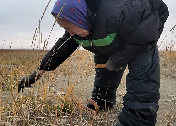 Elderly woman foraging in grassland