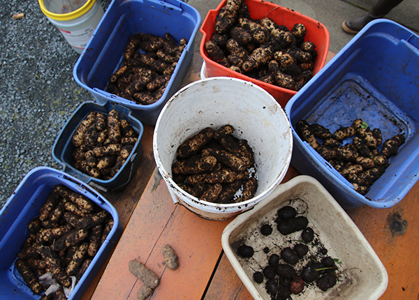 Potatoes in buckets